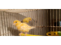 couple-canari-small-0