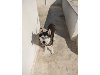 Pour avendre Husky sibérien